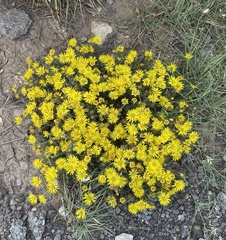 Xanthisma spinulosum