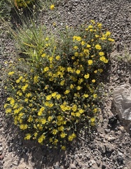 Xanthisma spinulosum