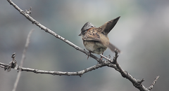 Zonotrichia capensis chilensis