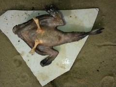 Ogcocephalus