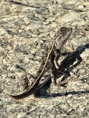 Diporiphora australis