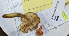 Cantharellus persicinus