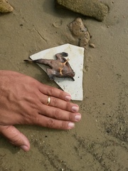 Ogcocephalus