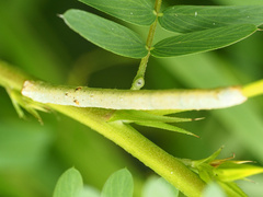 Biston betularia