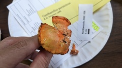 Cantharellus persicinus