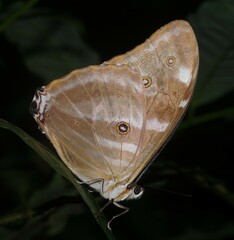 Morpho