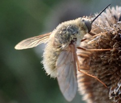 Bombyliini