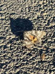 Catocala semirelicta