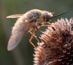 Bombyliini