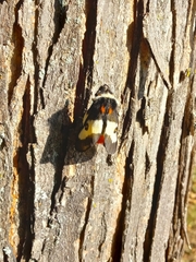 Hemileuca nevadensis