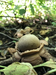 Geastrum triplex