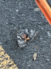 Catocala semirelicta