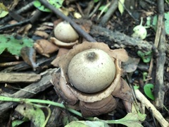 Geastrum triplex