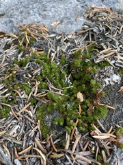 Selaginella densa