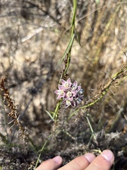 Funastrum heterophyllum