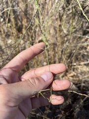 Funastrum heterophyllum