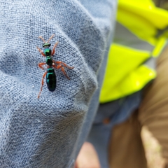 Diamma bicolor