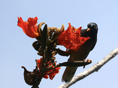 Acridotheres fuscus