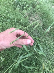 Paspalum pubiflorum