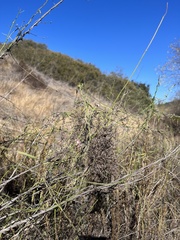 Funastrum heterophyllum