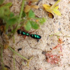 Diamma bicolor