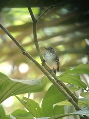 Dysithamnus puncticeps
