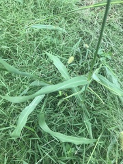 Paspalum pubiflorum
