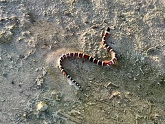 Lampropeltis gentilis