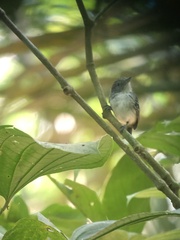 Dysithamnus puncticeps