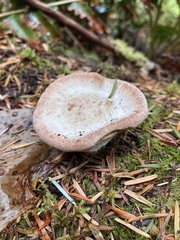 Climacocystis borealis