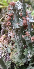 Cladonia ramulosa