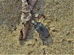 Bothrotes canaliculatus