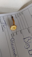 Gloioxanthomyces nitidus