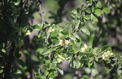 Syrphus octomaculatus