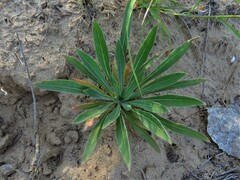 Oenothera rhombipetala
