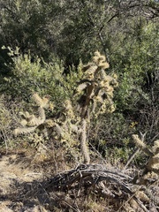 Cylindropuntia prolifera