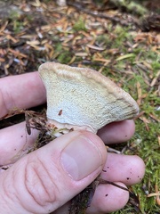 Climacocystis borealis