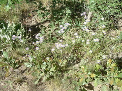 Erigeron divergens
