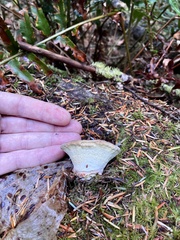 Climacocystis borealis