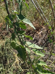 Funastrum