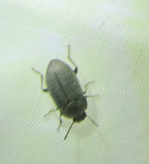 Blapstinus
