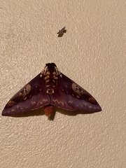 Citheronia phoronea