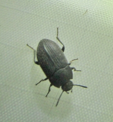 Blapstinus