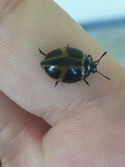 Aegithus quadrinotatus