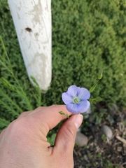 Linum usitatissimum