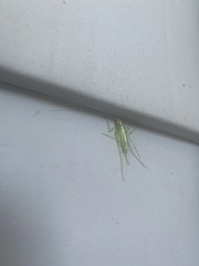 Meconema meridionale