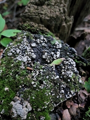 Xylobolus frustulatus