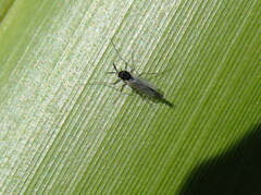 Chironomidae