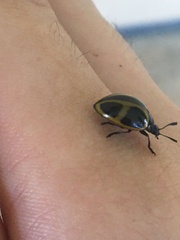 Aegithus quadrinotatus