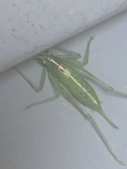 Meconema meridionale